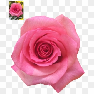 Image Result For Transparent Pink Roses A - Rose Clipart