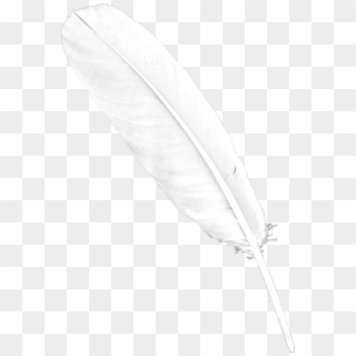 Free Png Download Feather Png Images Background Png - Png Transparent Feathers Png Clipart