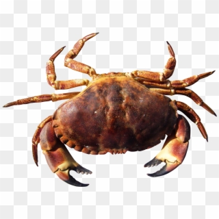 Crab - Crab Hd Clipart
