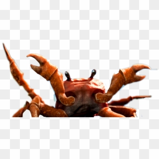 Big Image - Crab Rave Discord Emote Clipart