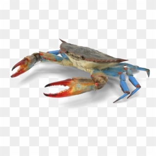 Crab Png Transparent Image - Chesapeake Blue Crab Clipart