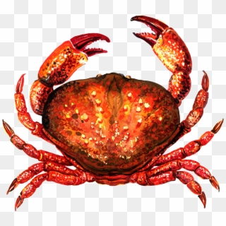 Crab For Taiapure - Fruits De Mer Crabe Clipart