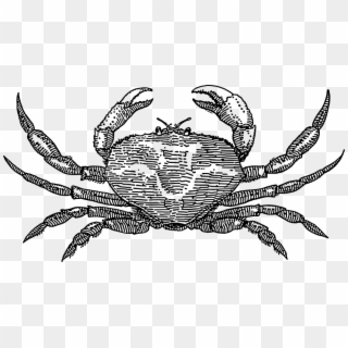 Crab Clipart - Png Download