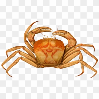 Crab - Brachyura Crab Clipart
