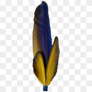 Macaw Feather Png Photo - Macaw Feather Png Clipart