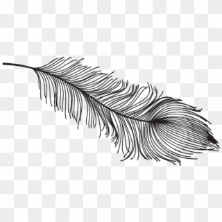 Vintage Feather Drawing Png Clipart