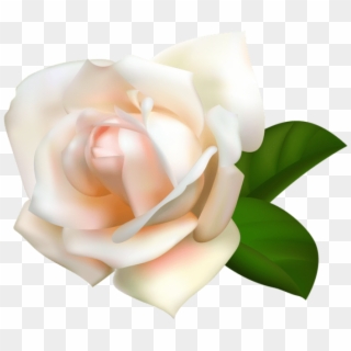 Free Png Download White Rose Png Images Background - Rosas Amarilla Png Sin Fondo Clipart