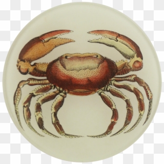 Rock Crab Clipart