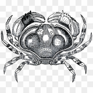 This Free Icons Png Design Of Grayscale Crab Clipart