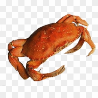 Crab Transparent Background Clipart