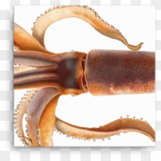 The Shop - Todarodes Sagittatus Clipart