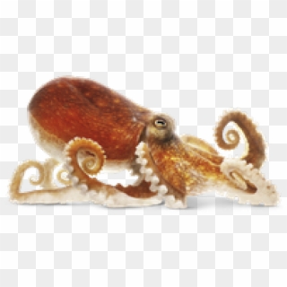 Octopus Png Transparent Images - Png Octopus Clipart