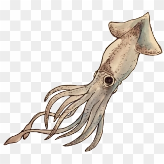 Some Transparent Deep Sea Images - Giant Squid Clipart