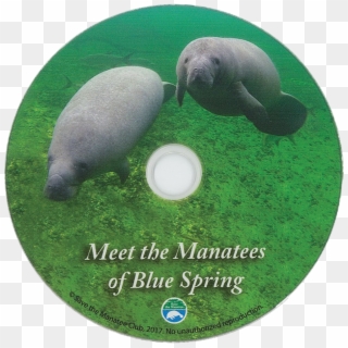Meet The Manatees Of Transparent Background - Marine Mammal Clipart