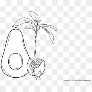 Avocado Slices Clip Art Free Avocado Tree Clipart - Illustration - Png Download