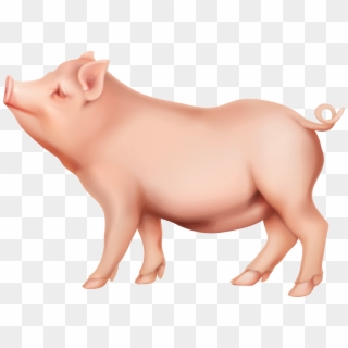 View Full Size - Pig Png Clipart