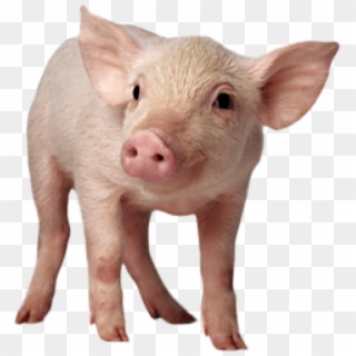 Pig Png Free Download - Pig Png Clipart
