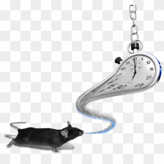 Our Lab's Early, Foundational Work Focused On Unraveling - Rat Clipart