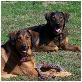 Bella & Jake At Farmville Animal Hospital - Companion Dog Clipart