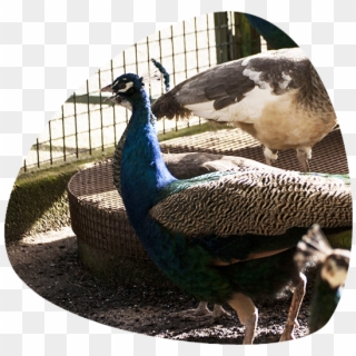 Aves - Peafowl Clipart
