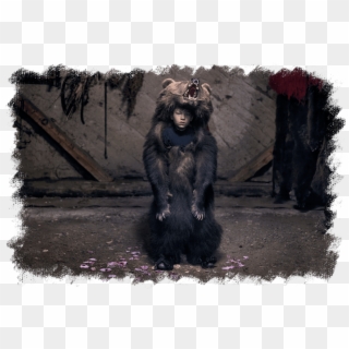 The Winter's Tale - Common Chimpanzee Clipart