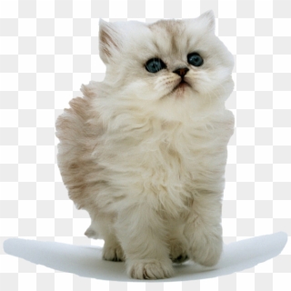 Save - Fluffy Kitten Clipart