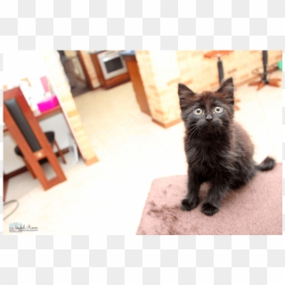 Donate To Petrescue - Black Cat Clipart
