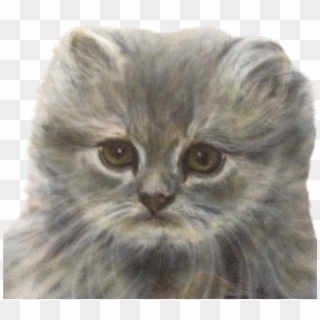 Klopfenstein , Fluffy Kitten Blue Cream Persian Cat - Domestic Long-haired Cat Clipart