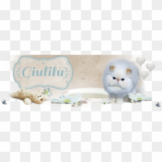 Giulilù Cattery - Persian Clipart