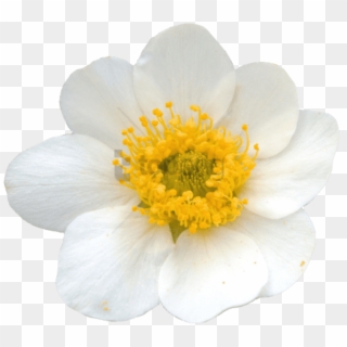 Free Png Yellow Flower Crown Transparent Png Image - Mountain Avens Png Clipart