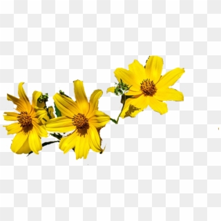 #flower #flowercrown #flowerpower #bandito #bandithoe - Sunflower Clipart