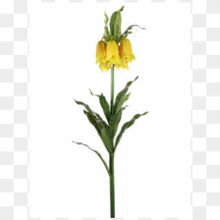 34" Imperial Crown Fritillaria Spray Yellow - Crown Imperial Clipart
