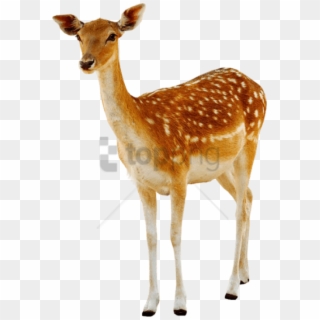 Free Png Deer Png Png Image With Transparent Background - Deer Png Clipart
