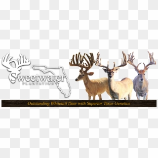 Sweetwater Plantation - Elk Clipart