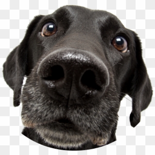 Black Dog Big Nose Clipart