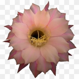 Pink Cactus Flower - Large-flowered Cactus Clipart