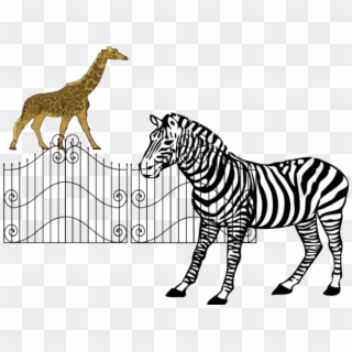 Zebra Picture For Colouring Clipart