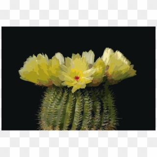 Cactus Flowers Parodia Tenuicylindrica Schlumbergera - Cactos Com Flores Amarelas Clipart