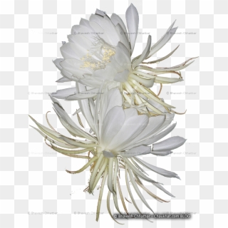 Weed Flower Mistakenly Recognized As Brahmakamal - Crenate Orchid Cactus Clipart