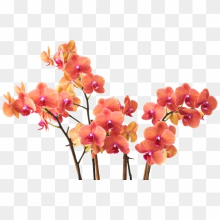 About Us - Red Orange Flower Branch Png Clipart