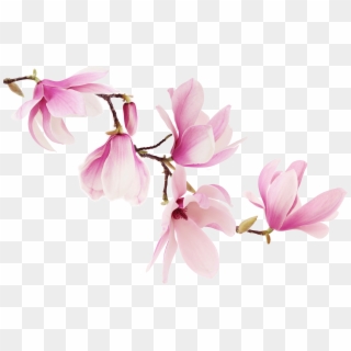 Image Result For Magnolia Tattoos Magnolia Branch, - Magnolia Flowers Clipart