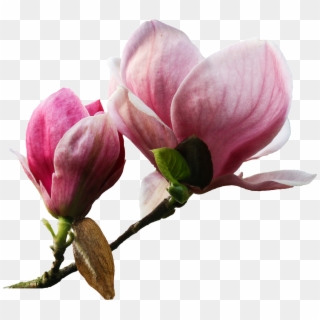 Flower Plant Nature - Magnolia Png Clipart