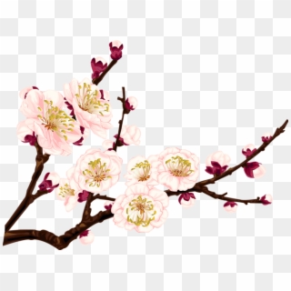 #tumblr #flower #flowers #branch #branchs - Apricot Blossom Png Clipart