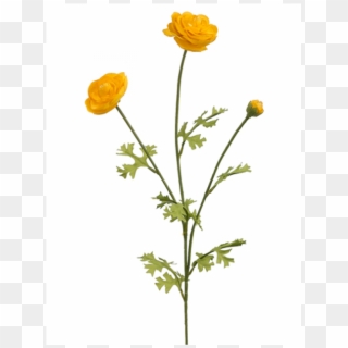 5" Ranunculus Spray X3 Yellow - Persian Buttercup Clipart
