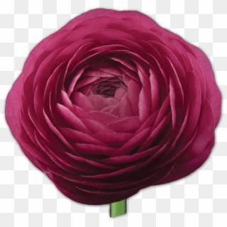 Rosa × Centifolia Clipart