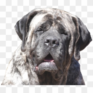 Real Love-a True Dog's Story - King Blue English Mastiff Clipart