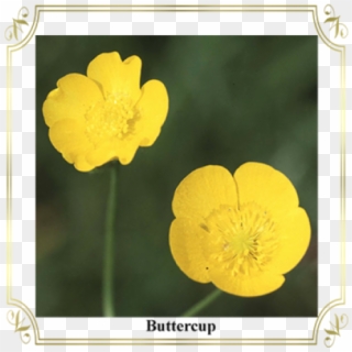 Buttercup Clipart