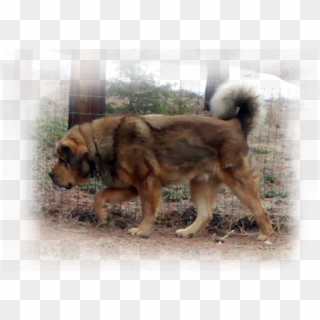 Tibetan Mastiff Braveheart - Ancient Dog Breeds Clipart