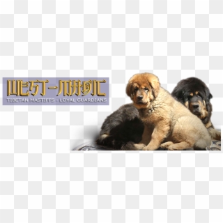 Tibetan Mastiff - Giant Dog Breed Clipart