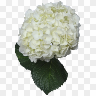 Hydrangea - Pictures V - 4 - 3 Png - - Png Hydrangea Clipart